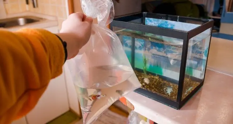 Introducing fish into the fish tank