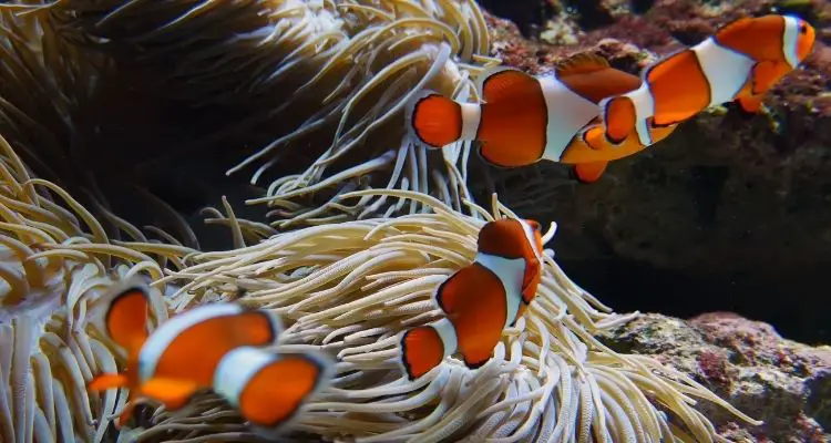 Clown Fish