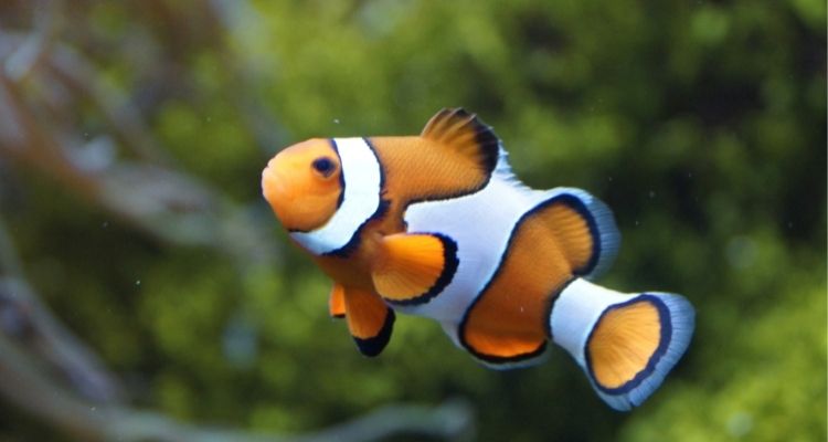 Clown fish