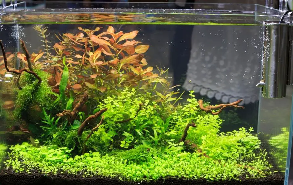 Planted Fish Tank