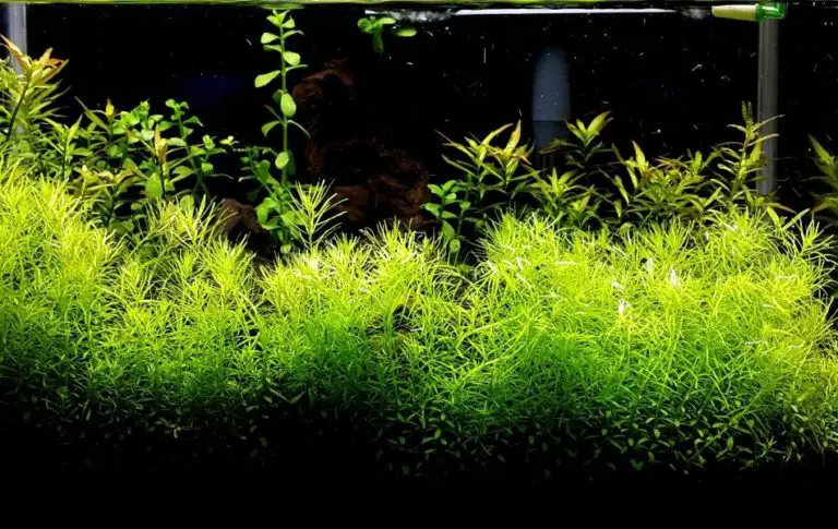 The Importance of Substrates in Growing Plants – Aquarium Hack