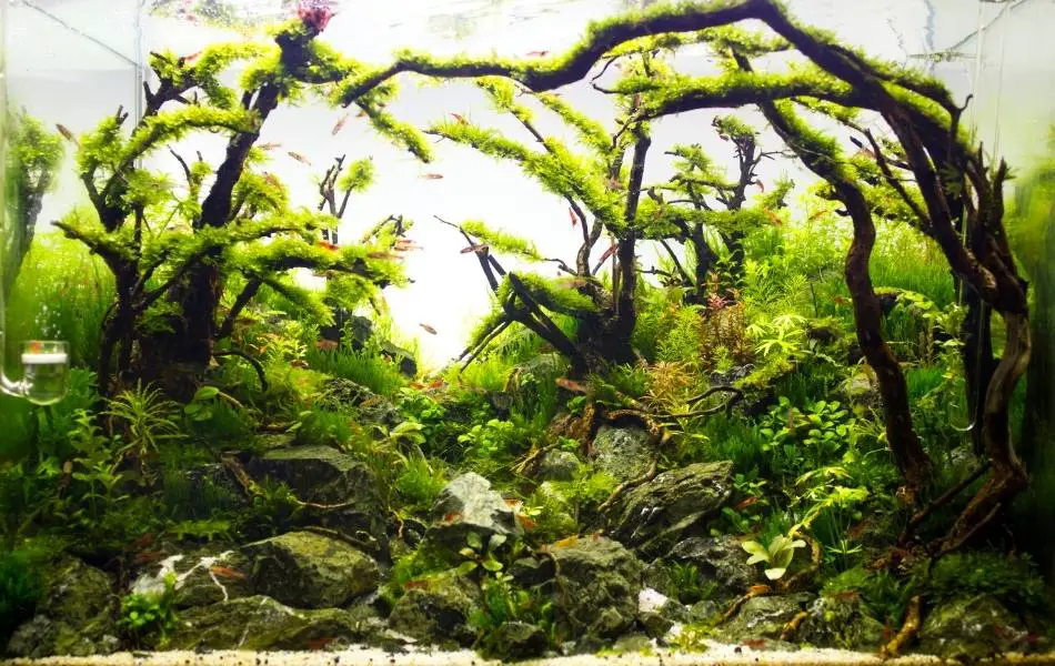 Planted Tank