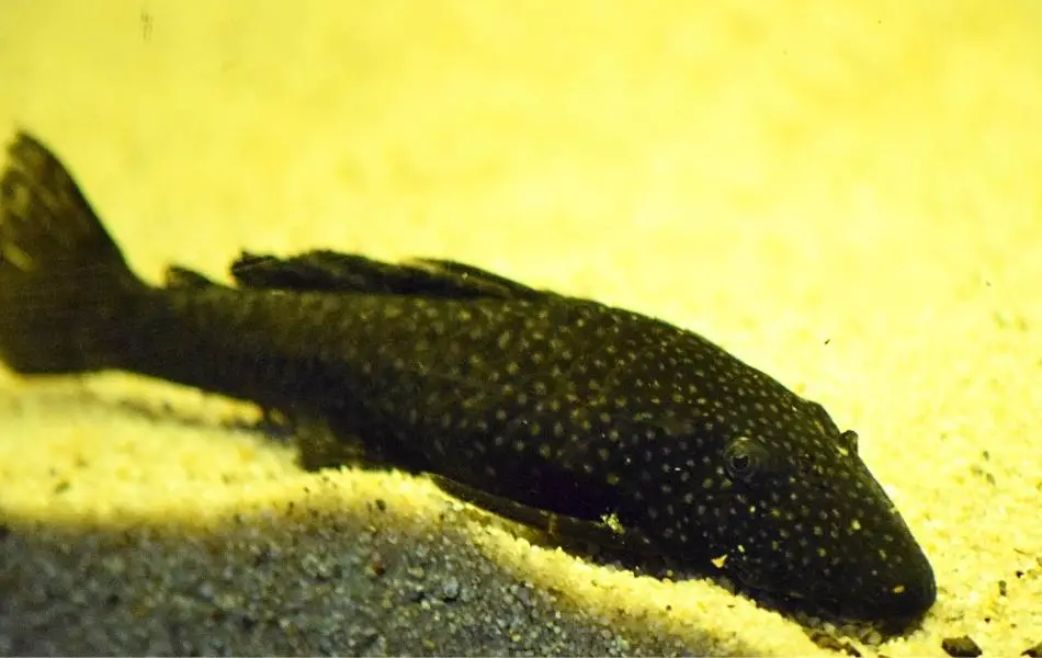 Bristlenose Plecos