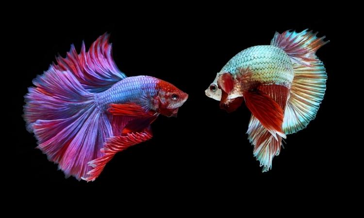 Betta Fish Care for Beginners – All About Bettas!