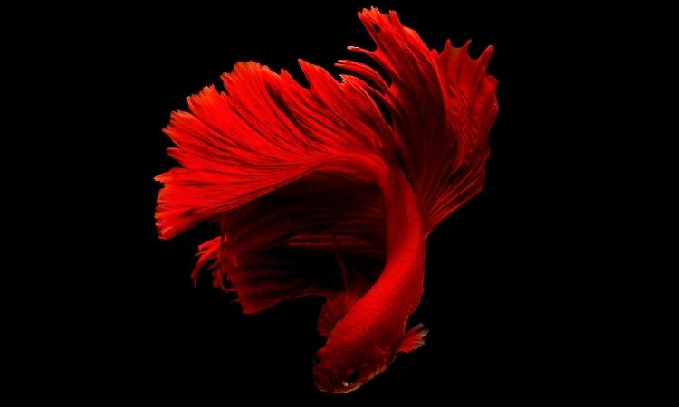 Red Betta Fish