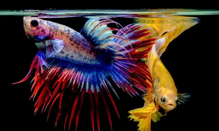 Betta Fish