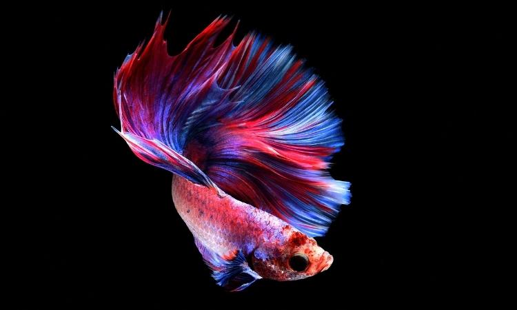 Betta Fish