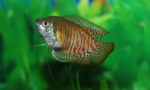 Banded Gourami