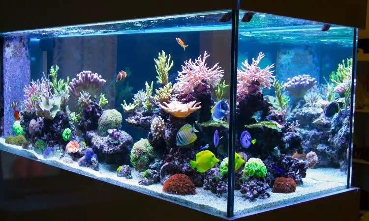 Fish Tank