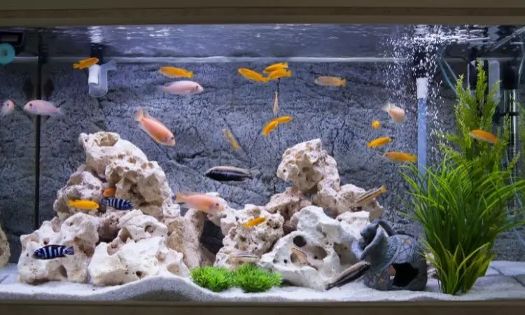 Fish Tank