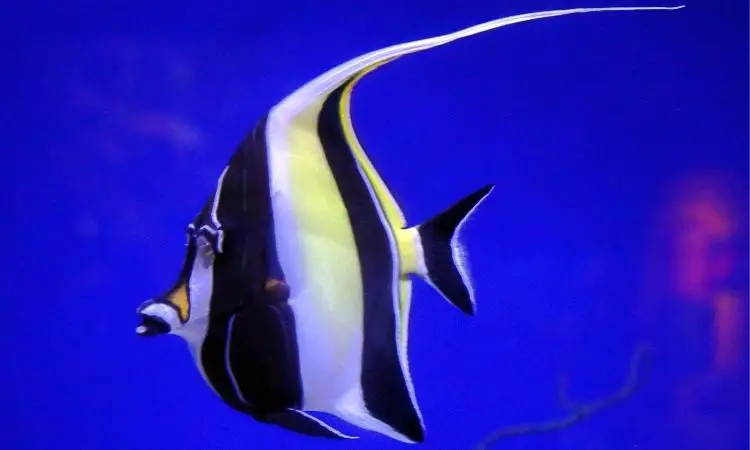 Freshwater Angelfish Care – Expert Care for a Flamboyant Fish