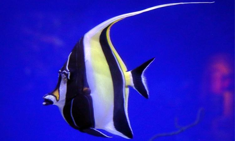 Angel Fish