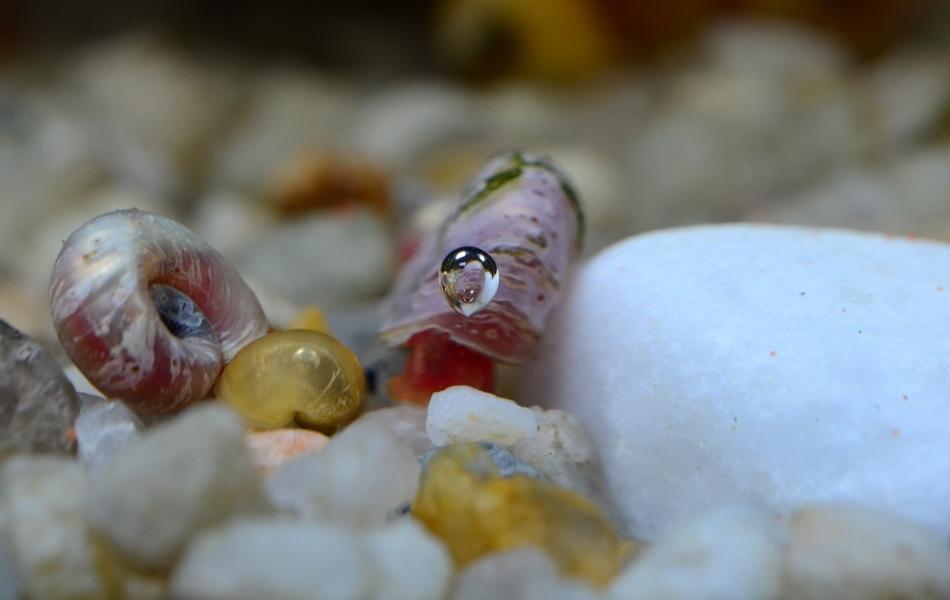 Ramshorn Snails