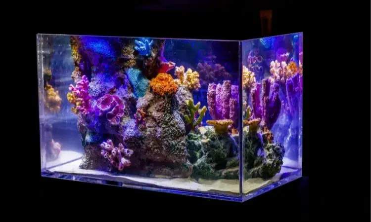 5 Ways to Be Unsuccessful with Your Tropical Fish Tank