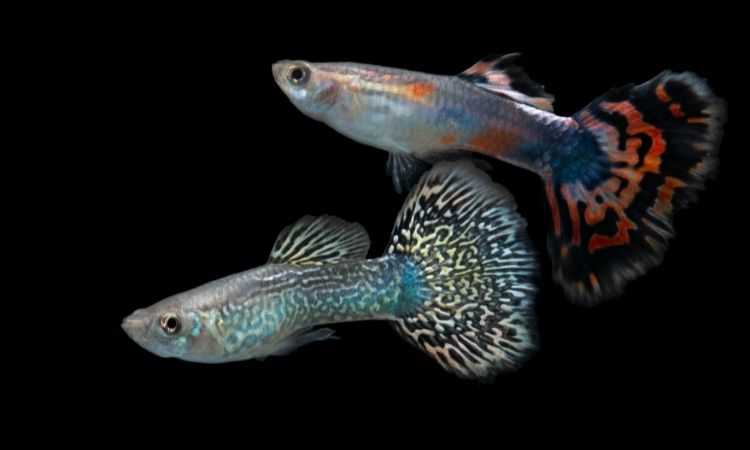 beautiful guppies