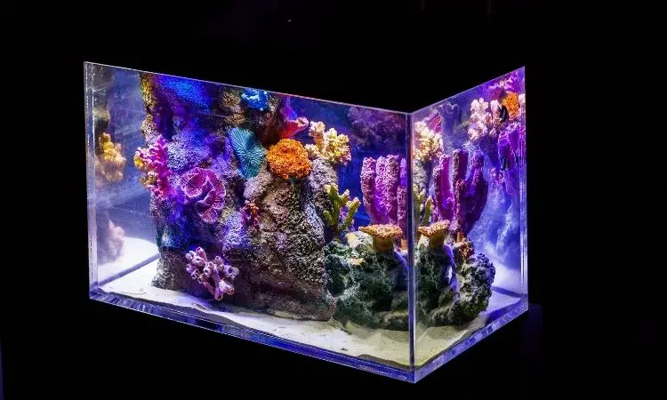 Aquarium Lighting