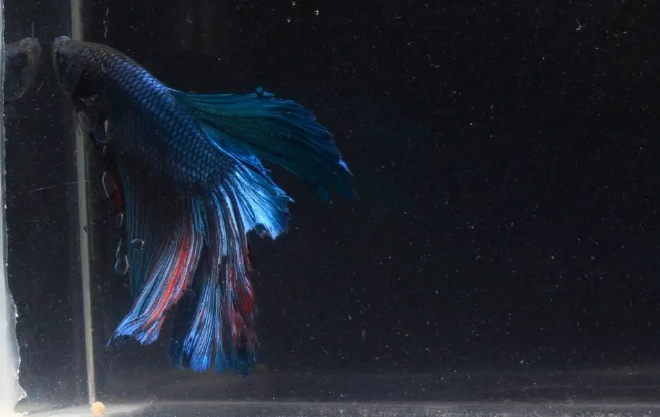 Quarantine Betta Fish