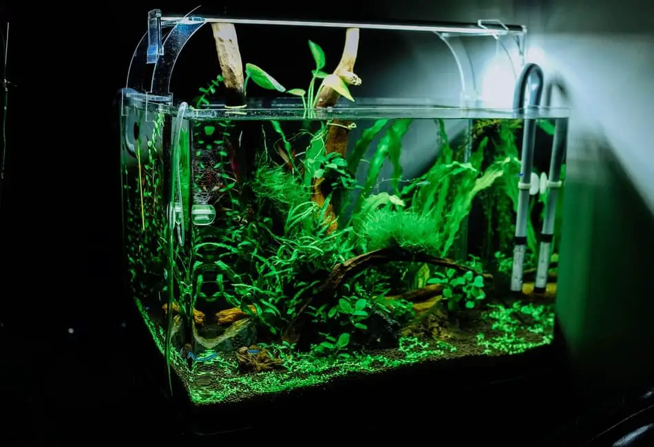 how-long-do-beneficial-bacteria-take-to-grow-aquarium-hack