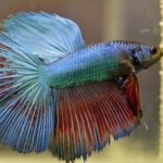 How do I Know if Betta Fish is Happy?