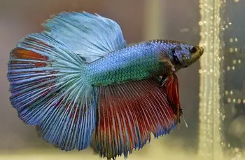 How do I Know if Betta Fish is Happy?