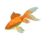 Fish Shocked after Water Change: What to do?