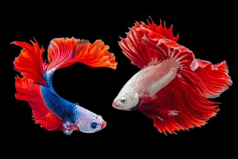 How do I Know if Betta Fish is Happy? - Aquarium Hack