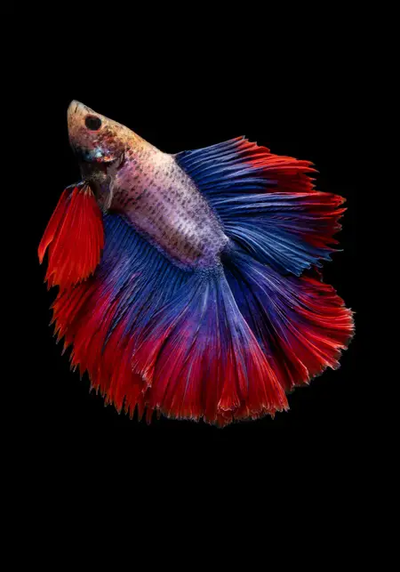 How do Betta Fish Behave before Death?