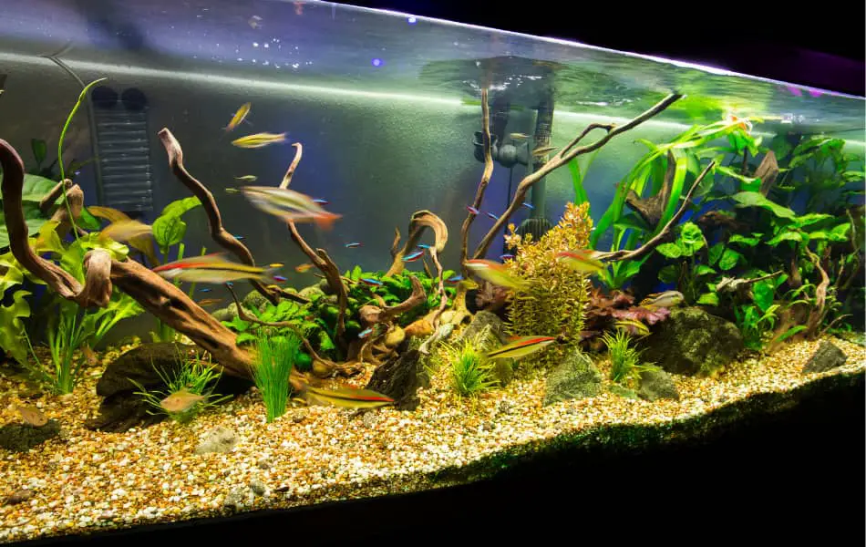 Fish Tank Setup