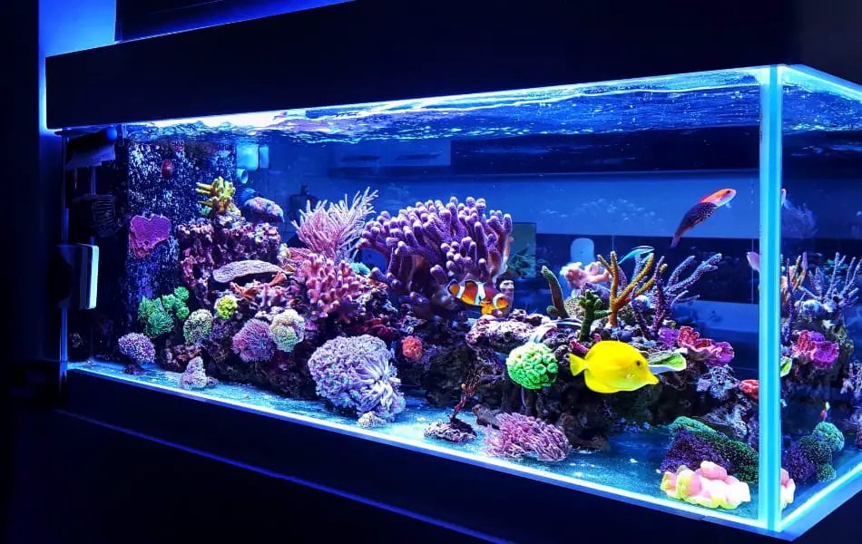 Decorate Aquarium