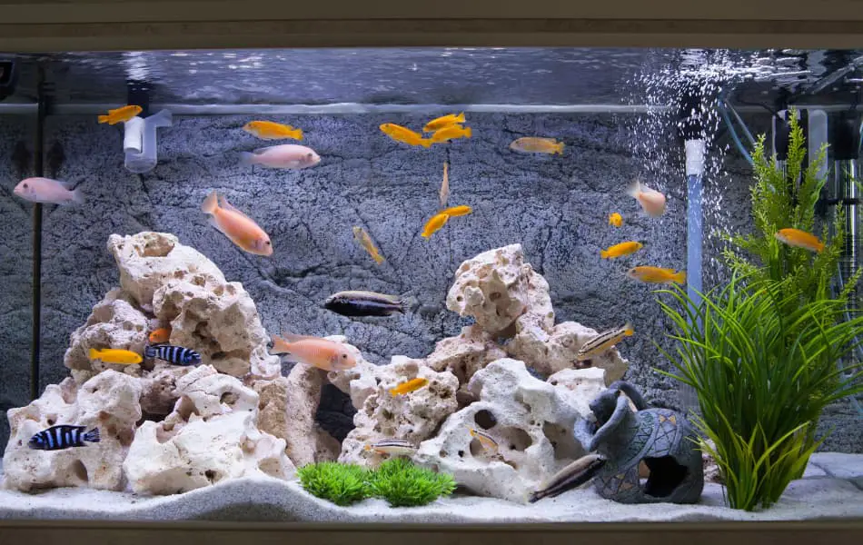 How to Set Up a Fresh Water Fish Tank!
