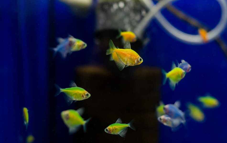 Glofish