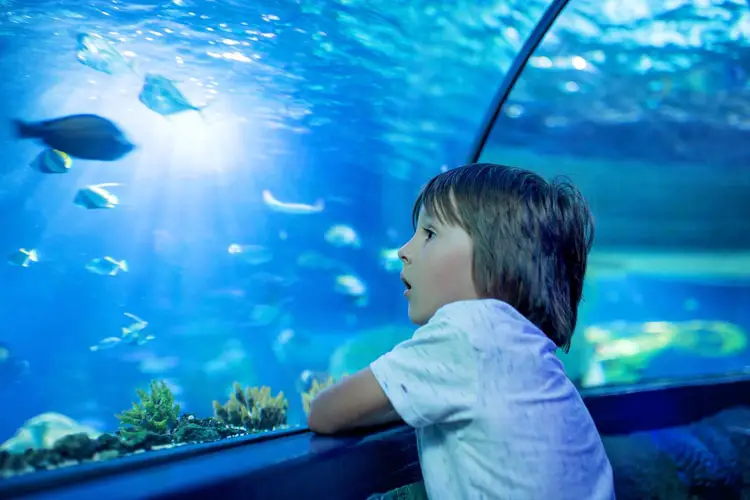 Child Watching Aquarium
