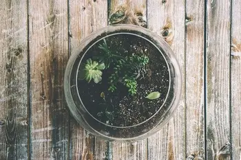 Can Aquariums be used as Terrariums?