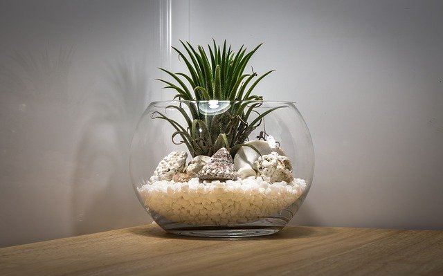 Terrarium in aquarium