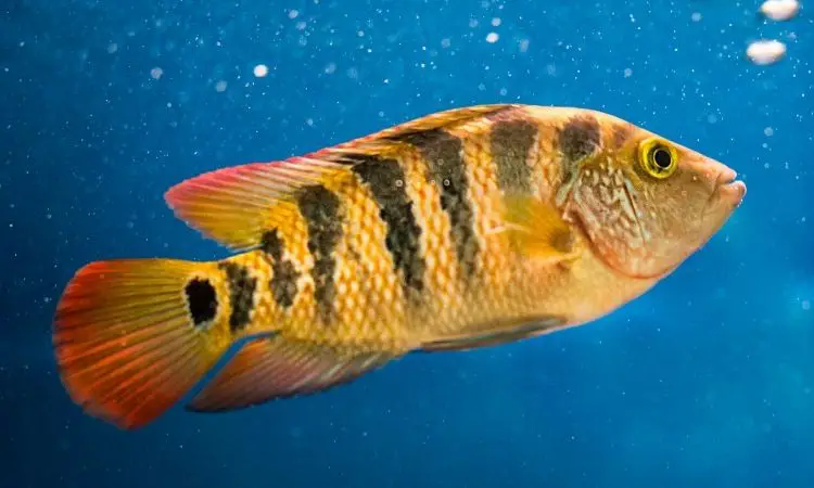 Keeping Cichlids – 6 Secret Care Tips