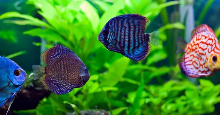 Breeding Cichlids