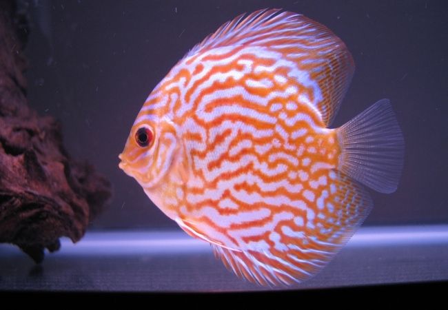 Discus Fish