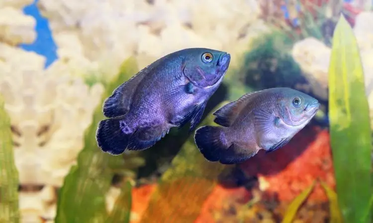 Breeding Cichlids