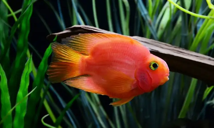 Blood Parrot Cichlid