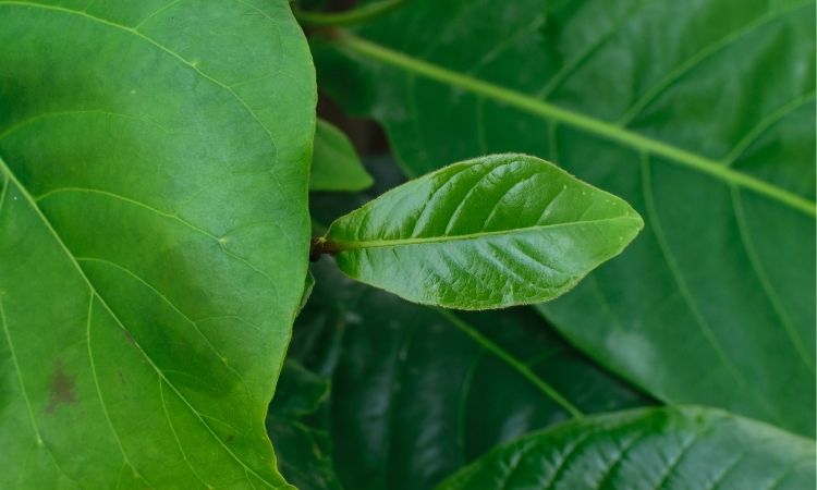 Indian Almond Leaves