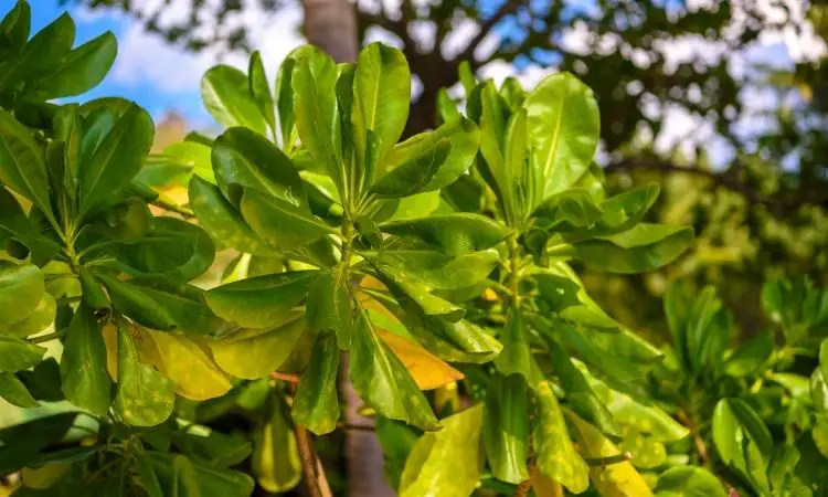 Leaves of Terminalia Catappa