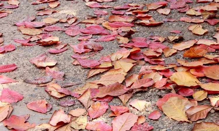 Indian Almond Leaves