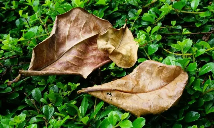 Foliage Dry Leaf