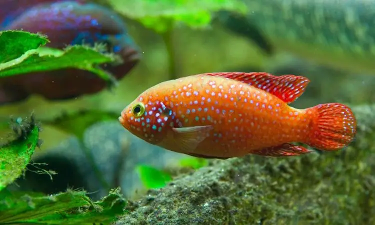 Cichlid