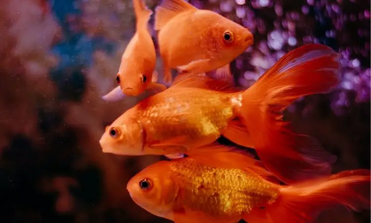 Aquarium Fish Ideas- Selecting your First Fish