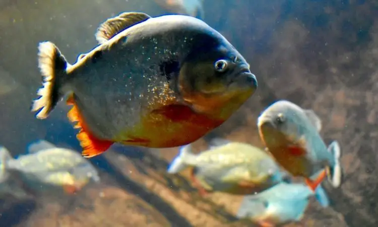 Piranha- Most aggressive Aquarium Fish