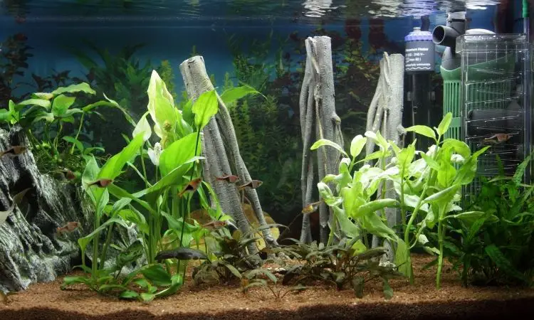 Fish Tank