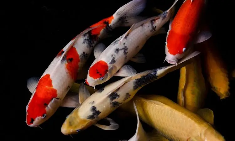 Koi Fish