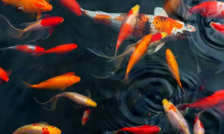 Koi Fish