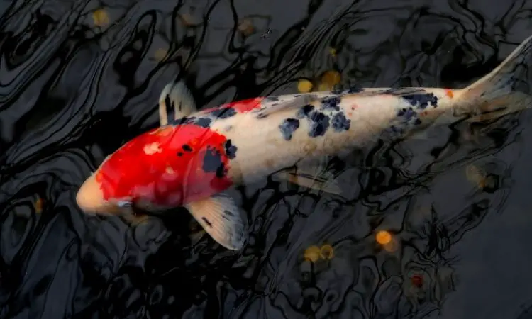 Koi Fish